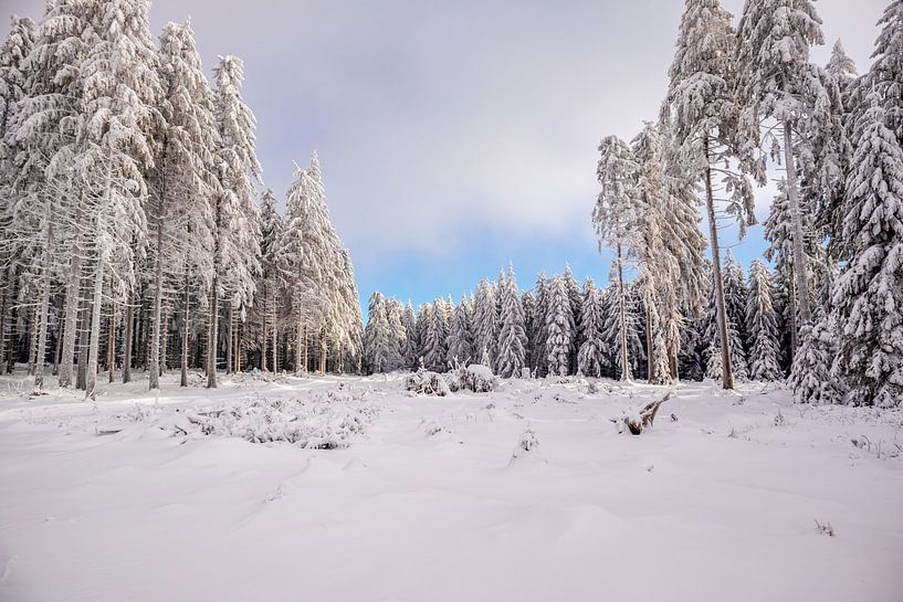 Tour de ski de fond par un temps impérial dans la forêt enneigée de Thuringe près de Floh-Seligenthal - Thuringe - Allemagne par Oliver Hlavaty