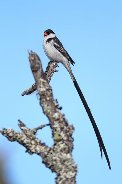 Dominikanerwitwe (Vidua macroura) von Dirk Rüter