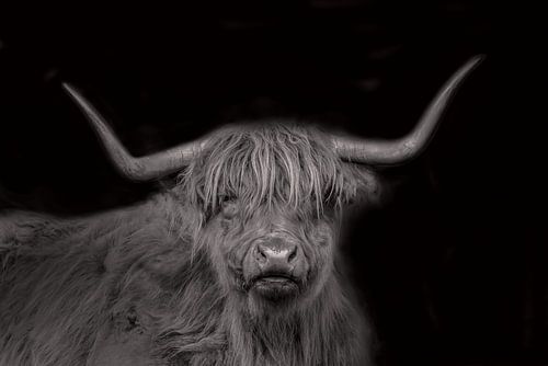 Schotse Hooglander, langharig rund, in zwart wit