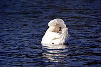 Cygne