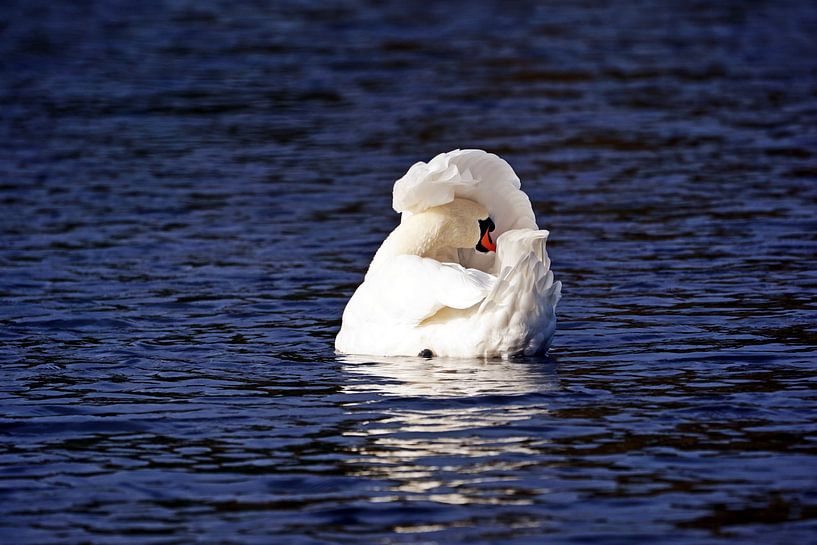 Swan van Ines Thun