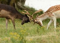 Two young Fallow deer frolicking