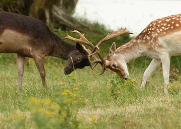 Two young Fallow deer frolicking