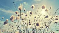 Paardenbloem