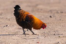 Hühnchen auf der Suche nach Leckereien von Leo Kramp Fotografie