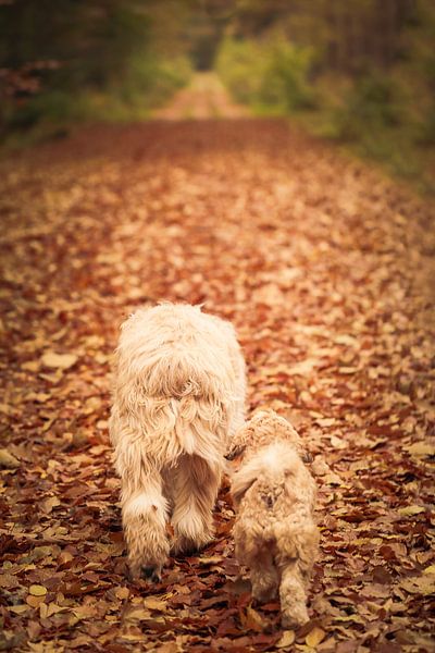 Zaza and Benji walk together in Veenhuizen by Luis Boullosa