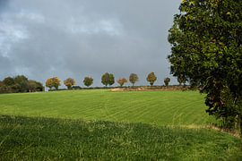 Eine Baumreihe entlang des Feldes