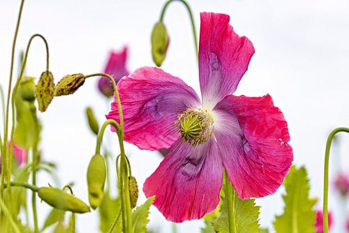 The poppy blossom