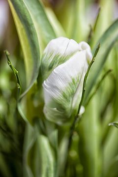 Witte tulp van Petra Dreiling-Schewe