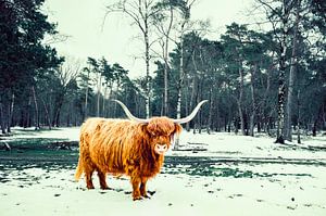 Schottische Highlander-Rinder im Schnee während des Winters in einem Wald