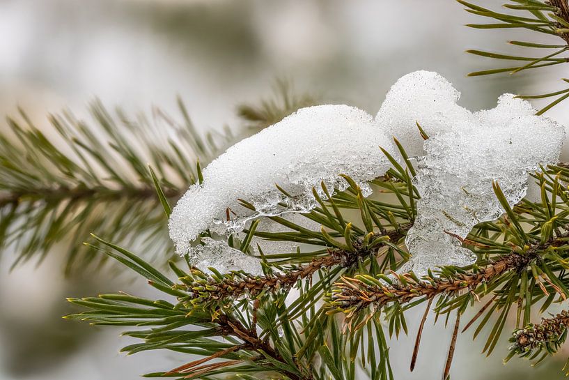 Snow covered fir branches by Hans-Jürgen Janda