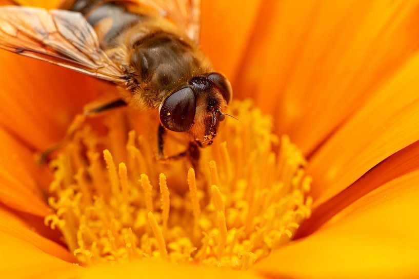 hoverfly in a flower by Egon Zitter