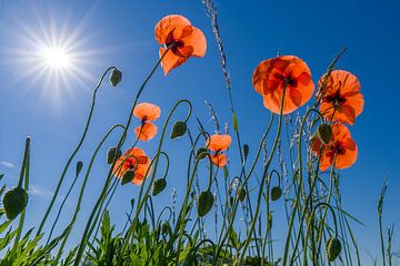 Poppies in the field by Henri Boer Fotografie