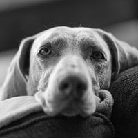 Weimaraner