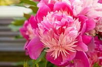 Roze pioenroos