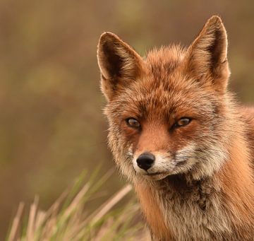 Close-up of a little fox in the dunes