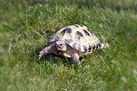 landschildpad op zoek naar iets lekkers