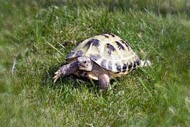 landschildpad op zoek naar iets lekkers von foto-fantasie foto-fantasie