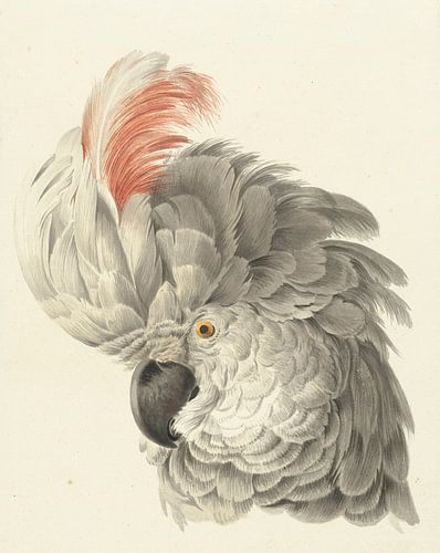 Hoofd van een kaketoe, Aert Schouman