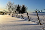 A field in winter by Claude Laprise thumbnail
