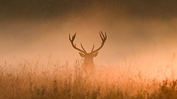 Edelhert tijdens zonsopkomt van Sim Tas