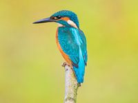 Eisvogel