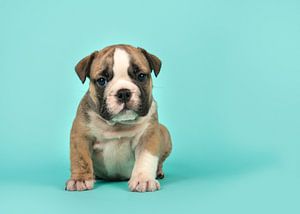 Englischer Bulldoggen-Welpe