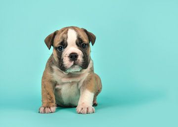 English bulldog puppy by Elles Rijsdijk