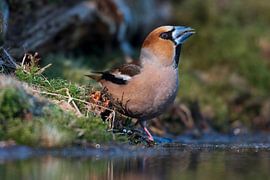 Apfelfink von Merijn Loch