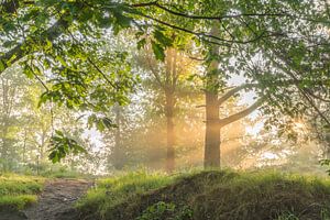 Light