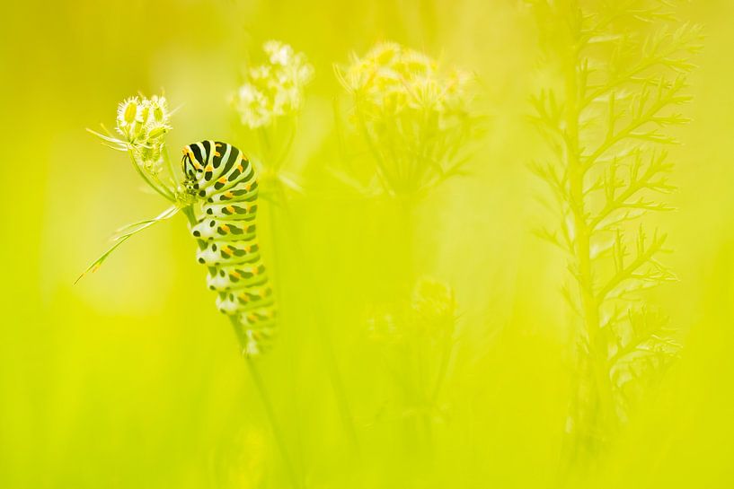 Swallowtail caterpillar by Danny Slijfer Natuurfotografie