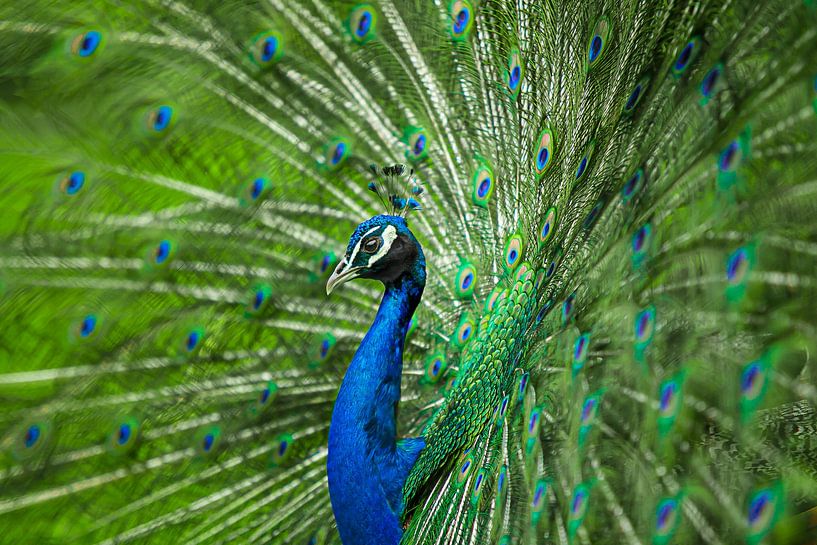 Blue Peacock by Gig-Pic by Sander van den Berg