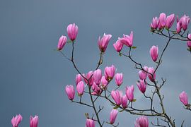 Stormachtig Magenta by Eef Gijsbers Eijndhoven