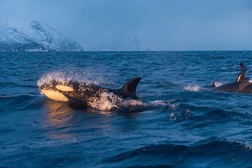 Orca sur Merijn Loch