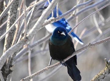 A bronze grackle in the garden by Claude Laprise