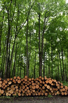 Een koord van hout aan de rand van het bos van Claude Laprise