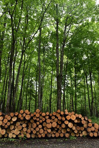 Ein Holzstamm am Waldrand