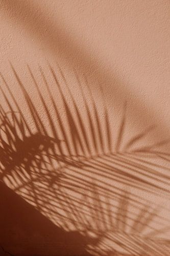 Ombre d'une plante sur un mur rose