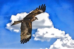 Schwarzmilan im Flug