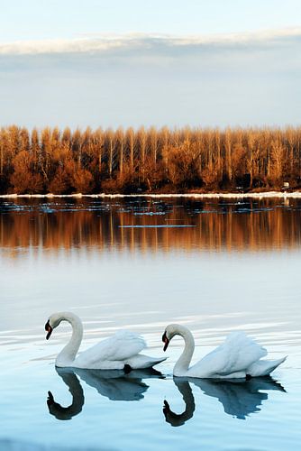 Cygnes amoureux sur le Danube