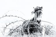 Exmoor Pony von Peter Ruijs Miniaturansicht