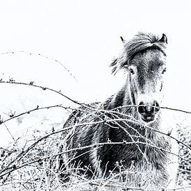 Exmoor Pony by Peter Ruijs