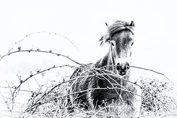 Exmoor Pony van Peter Ruijs