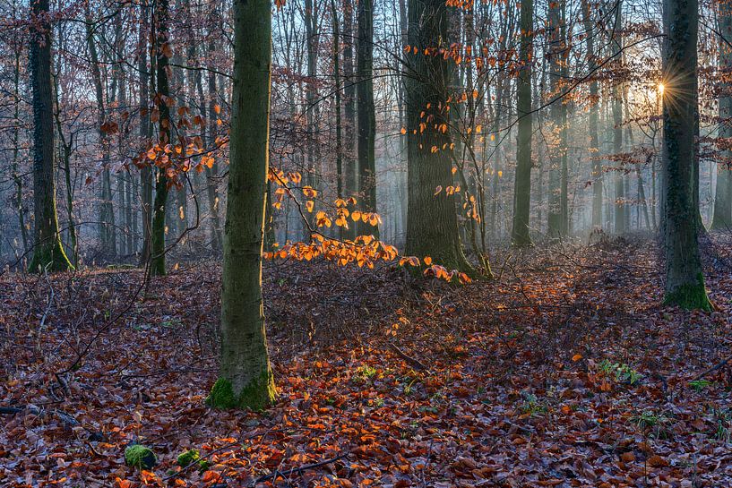 Zonnestraal in het winterbos van Uwe Ulrich Grün