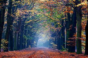 Forêt d'automne brumeuse à Gasselte