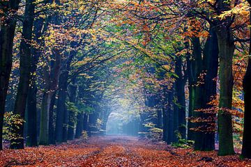 Nebliger Herbstwald in Gasselte von R Smallenbroek
