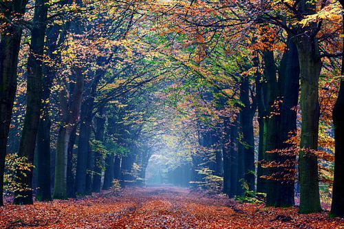 Mistig herfstbos in Gasselte