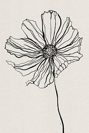 Cosmea, digital one-line drawing by AnkieArt