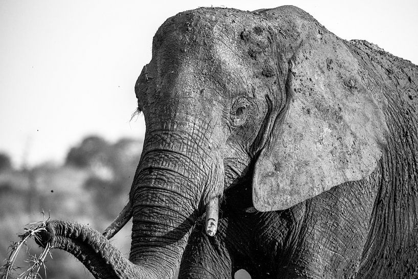 Olifant in Chobe NP par Henri Kok