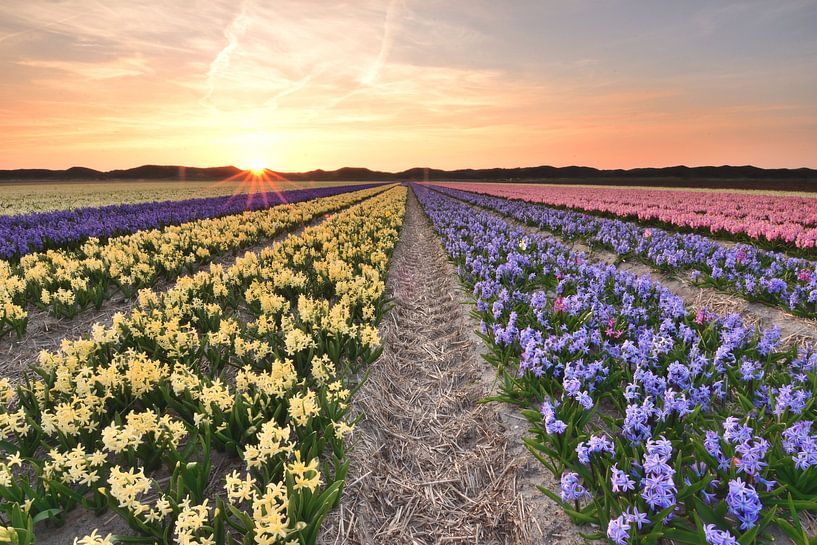 Hyacinths at sunset by John Leeninga